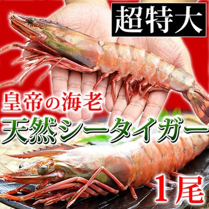 大海老 超特大 冷凍 シータイガー ジャンボエビ 皇帝の海老 有頭えび 単品 1尾230-289g 約30-32cm 通販  LINEポイント最大1.0%GET | LINEショッピング