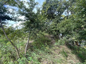 新竹縣新埔鎮義民段自有台電美農地D｜新竹縣新埔鎮義民段