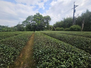 (專)龍潭行政園區旁方正~一般農~(毗鄰約3米路)｜桃園市龍潭區黃唐段
