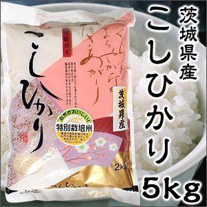 米 日本米 Aランク 令和4年度産 茨城県産 こしひかり 5kg