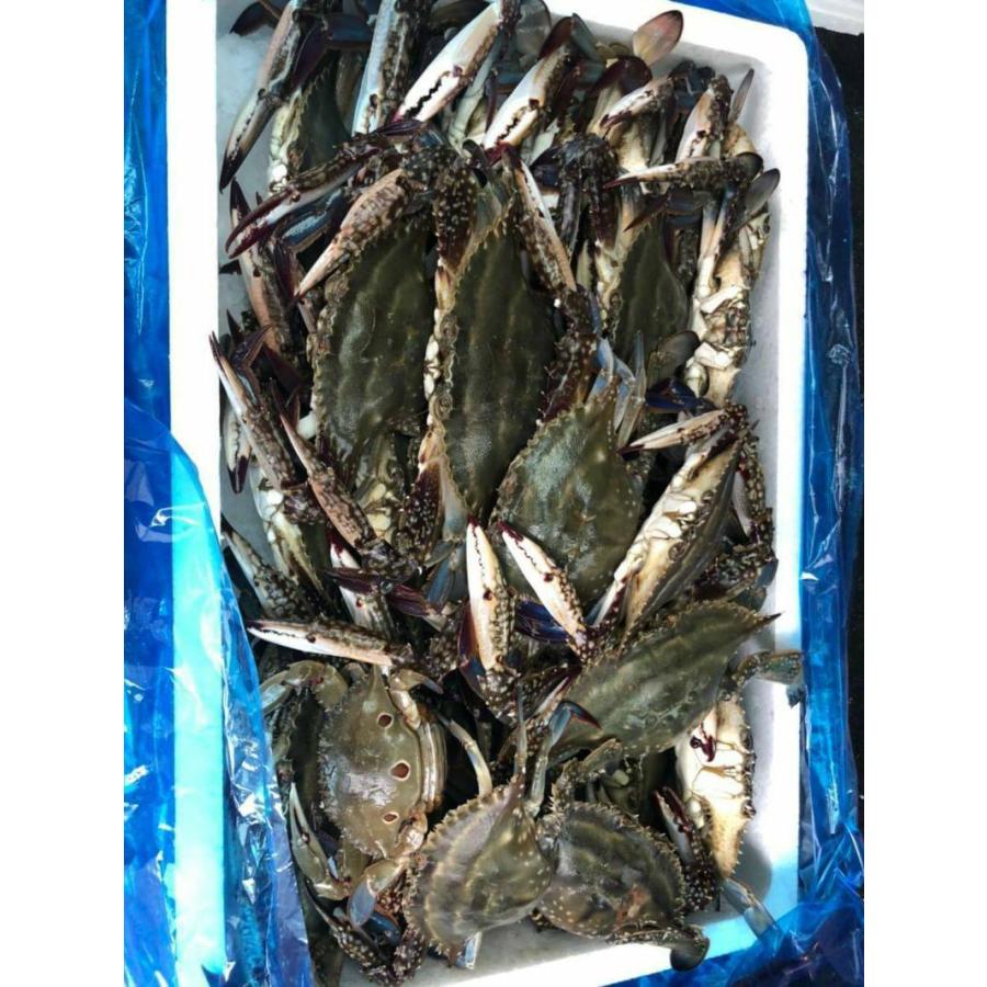 北海道　函館噴火湾産　オスワタリガニ　計1.5kg