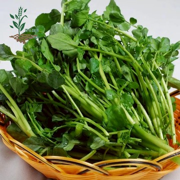 青禾園藝（西洋菜種子） 豆瓣菜  四季種植 農家陽台庭院盆栽 當季新種 發芽率高 營養豐富 新手易種植 #自留種