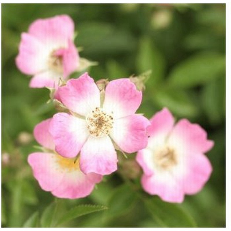 修景バラ 雅 みやび 庭園向き 管理が楽で丈夫な薔薇苗 24cmポット 樹高約30cm 送料込み価格 九州圃場より直送 1本 通販 Lineポイント最大0 5 Get Lineショッピング