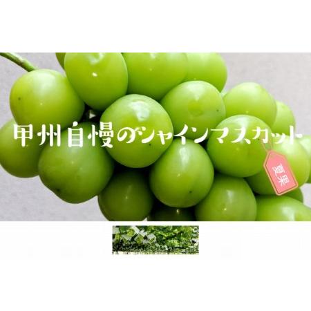 ふるさと納税 甲州自慢のシャインマスカット 1kg以上 (2〜3房入り)（NK）B12-420 山梨県甲州市