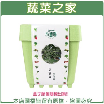 【蔬菜之家004-D30】iPlant小農場系列-冰花菜