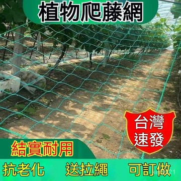 【台灣出貨】植物爬藤網 絲瓜 苦瓜 瓜蔞 葡萄 百香果 爬藤網 攀爬網 藤蔓植物搭架網 60股園藝網 搭架網 栽培網