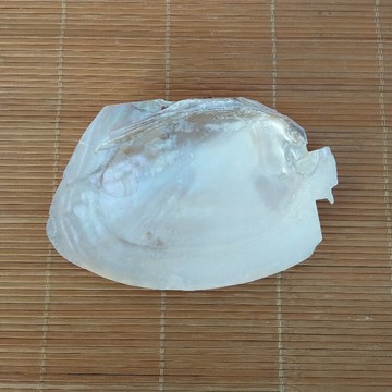 天然貝殼打磨魚形珍珠貝大蚌殼鼠尾草創意煙缸香皂盒家居裝飾擺件