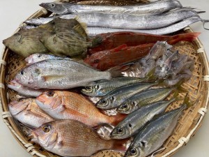 淡路島　グルメ　鮮魚　海鮮　淡路島昼網鮮魚5種セット