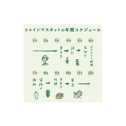 ふるさと納税 山梨県 富士吉田市  厳選 フルーツ 3回 定期便 山梨 フルーツ