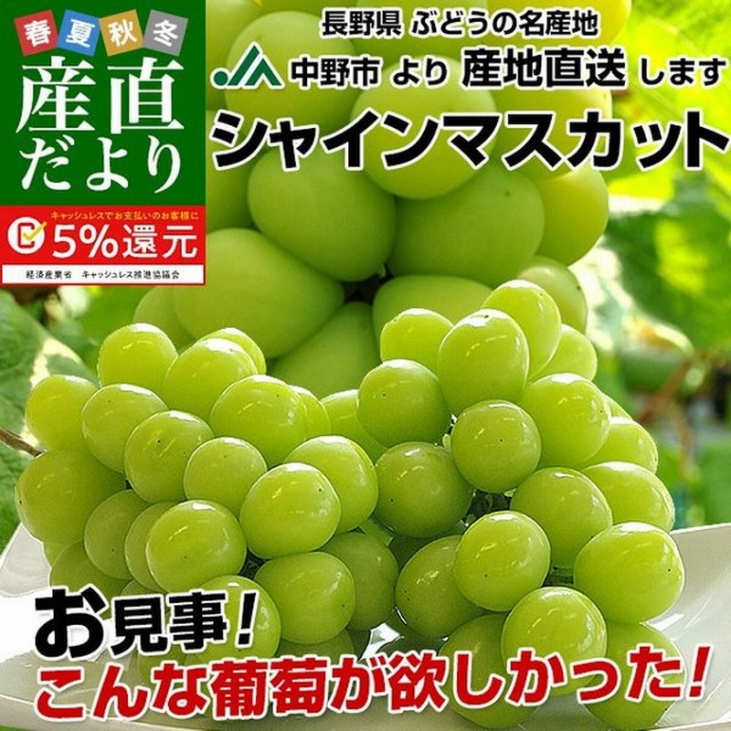 送料無料 長野県より産地直送 Ja中野市 シャインマスカット 合計1 2キロ 2房から3房入り ぶどう 葡萄 通販 Lineポイント最大0 5 Get Lineショッピング