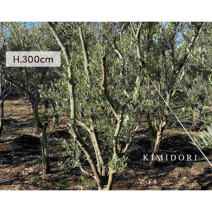 国産 オリーブ オリーブの木 約3m 植木 シンボルツリー 鉢植え