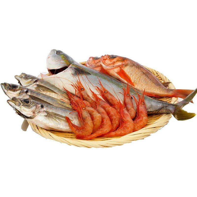 能西水産 能登産鮮魚おまかせセット 大 3?4種類