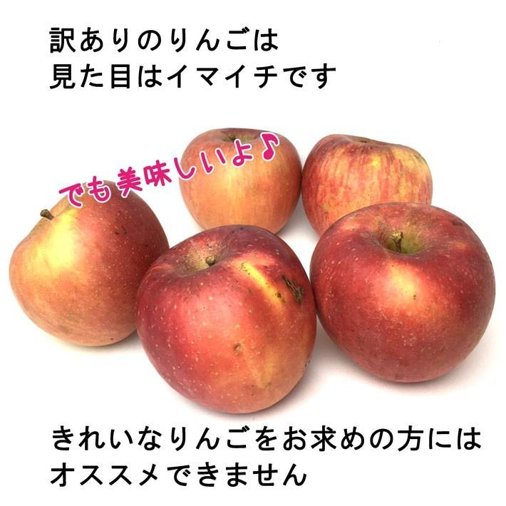 11月上旬〜中旬　サンふじ　訳あり 長野産 りんご 減農薬 5キロ