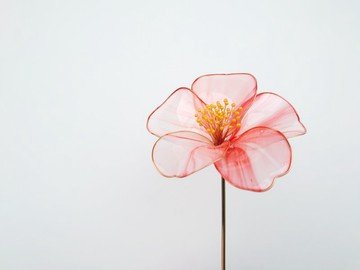 山茶花【紅白・一】