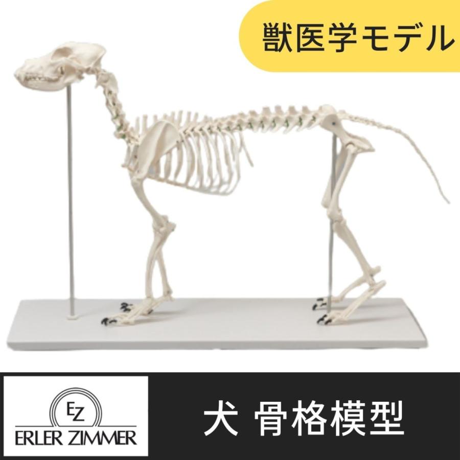 Erler Zimmer (エルラージマー) 犬骨格模型 標本 骨格 関節可動 実物大 ...