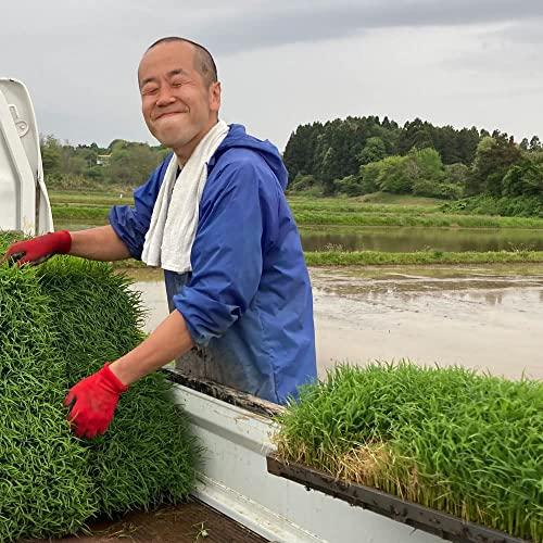 新米 秋田県産 農家直送 きぬのはだ もち米5kg 令和5年産  古代米お試し袋付き