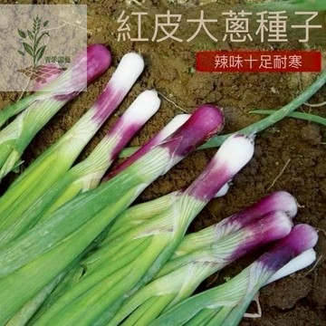 青禾園藝 大蔥種子大全 四季青蔥種子 日蔥九條蔥種子 火蔥北蔥紅蔥頭 耐熱耐寒易種植 家庭陽台菜園盆栽 可連續採收