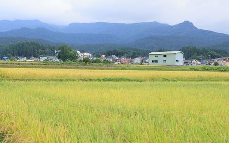 新潟県産特別栽培米『こがねもち』3kg 令和5年産新米 ふっくらモチモチ！ 芳醇な甘い香り 磯貝農場