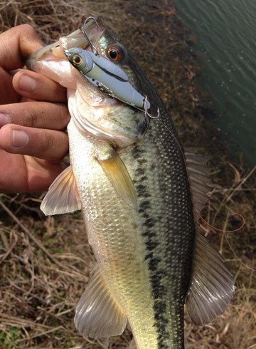 ~廣隆~(見說明)鐵板VIB亮片12g 仿生魚 魚餌 假餌 仿生餌 誘餌 小魚 擬餌 釣魚 金屬 魚餌 路亞餌 米諾 釣魚