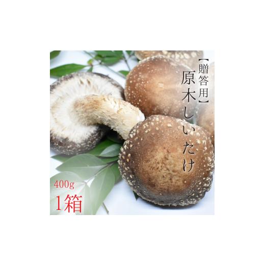 ふるさと納税 茨城県 鉾田市 原木しいたけ　1パック（400g）入り／1箱