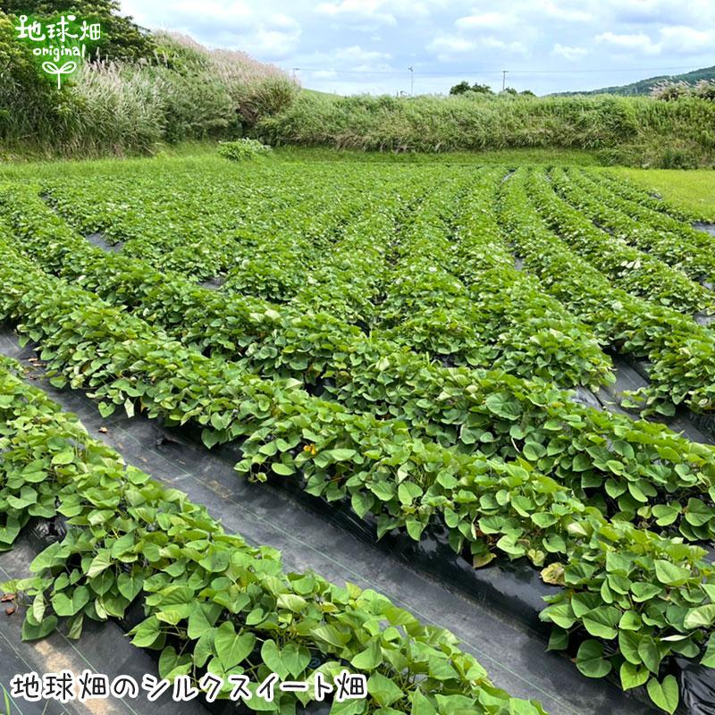 さつまいも シルクスイート 4kg 有機栽培 鹿児島県産 宮崎県産 2023年度産 有機JAS 土付き サツマイモ 紅系 オーガニック 1本100〜500g しっとり