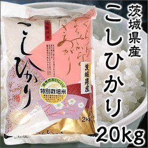 米 日本米 Aランク 令和4年度産 茨城県産 こしひかり 20kg