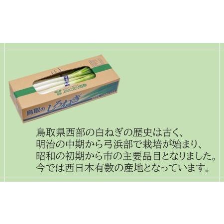 ふるさと納税 鳥取県産　白ねぎ　（3kg） 鳥取県米子市