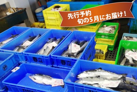 ＜2024年5月から順次発送＞ 北海道産 サクラマス 2～2.5kg まるごと 1尾 ＜ 予約商品 ＞