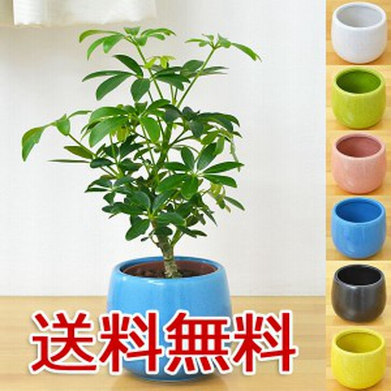 送料無料 ミニ観葉植物 ホンコンカポック シェフレラ 陶器鉢付き ハイドロカルチャー 通販 Lineポイント最大2 0 Get Lineショッピング