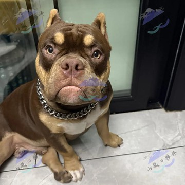 🐕狗狗項圈 加寬金色大鍊子 免費刻字 寵物飾品 脖套 不鏽鋼狗脖子項圈 P鏈 項鍊牽引遛狗大中型犬