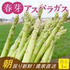 福岡県産 旬の春芽アスパラガス 1kg(2L-Lサイズ)