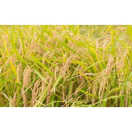 ふるさと納税 P405-05 みずほファーム UKIHA RICE (玄米5kg×12ヶ月) 福岡県うきは市