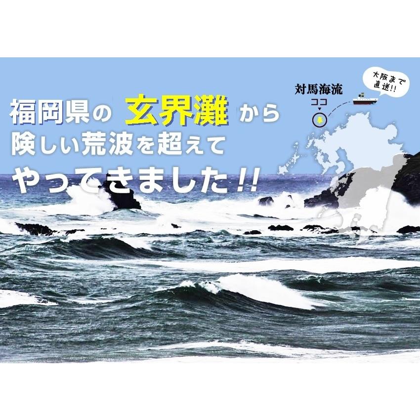 切れ子 博多直送 辛子明太子1kg 特産品 市場から直送 明太子 福岡県 ご飯のお供 特産品 名物 大阪