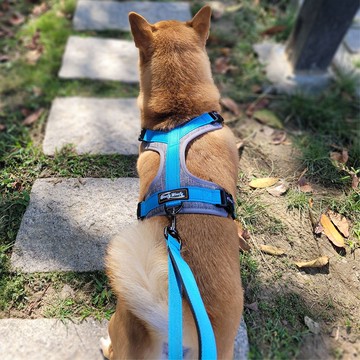Woofy Woofy 戶外輕量胸背帶 天空藍 不勒氣管