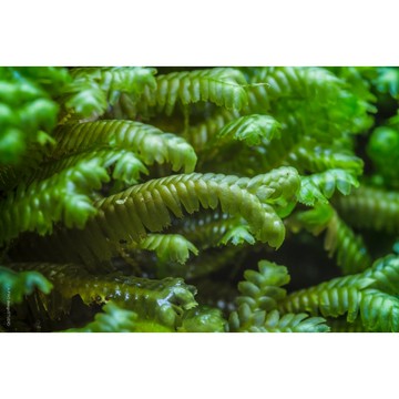 苔鑽🍀 ❗️買2送1❗️鞭蘚 鞭蘚水草「片裝8x8cm」人工培育苔蘚 水陸缸 微景觀 生態造景 水、陸皆可存活，水族缸
