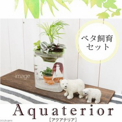 飼育 メダカ 熱帯魚の通販 746件の検索結果 Lineショッピング