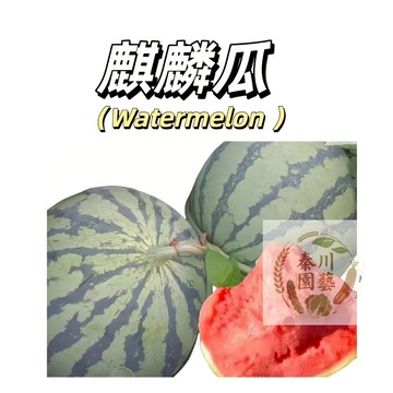 台灣現貨（冰糖麒麟西瓜種子XG-1）主推品種~糖度10%~口感清甜如冰糖~超脆甜多汁四季播種耐熱大果型