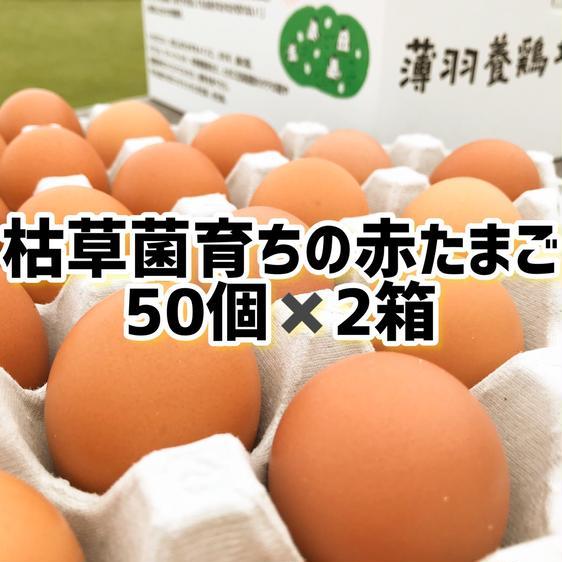 販売期間2023 12 23まで 卵 鶏卵 枯草菌・赤卵100個 産地直送