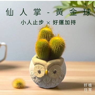 【好植日常】｜好植日常｜仙人掌 黃金球-小人止步，好運加持