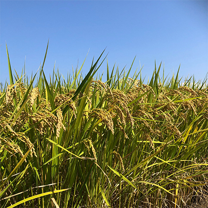 富山米「富富富」15kg（白米5kg×3袋）