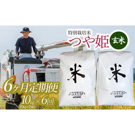 ふるさと納税 令和5年産 新米 山形県庄内産 小池半左衛門のお米 特別栽培米 つや姫 玄米10kg(5kg×2)×6回（計60kg） 山形県鶴岡市