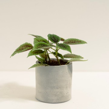 皺葉冷水花│泥作系列│福所栽