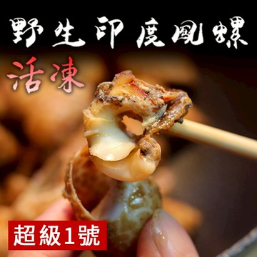 野生印度鳳螺    超級1號/ 飽滿大顆【活凍】【陸霸王】