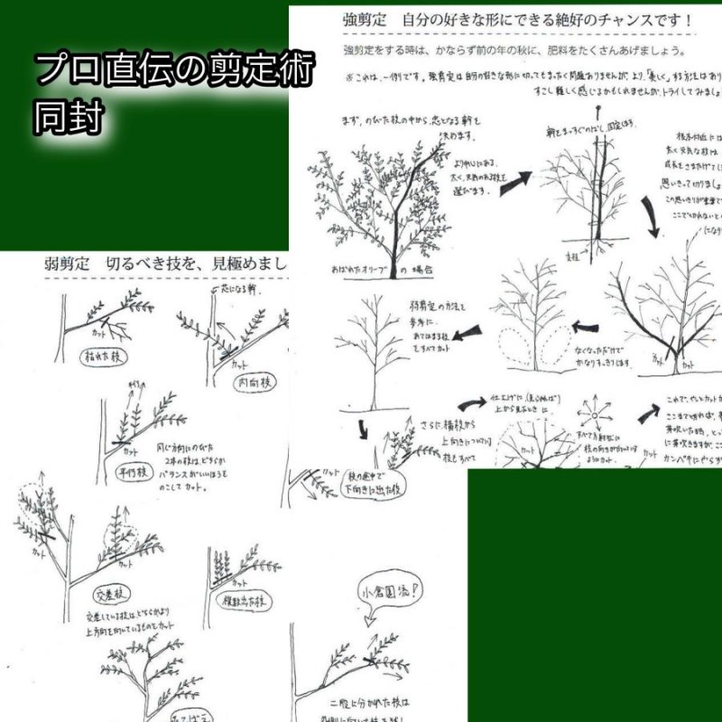 小倉園 オリーブ・シプレッシーノ 8号鉢 オリーブの木 鉢植え 庭木