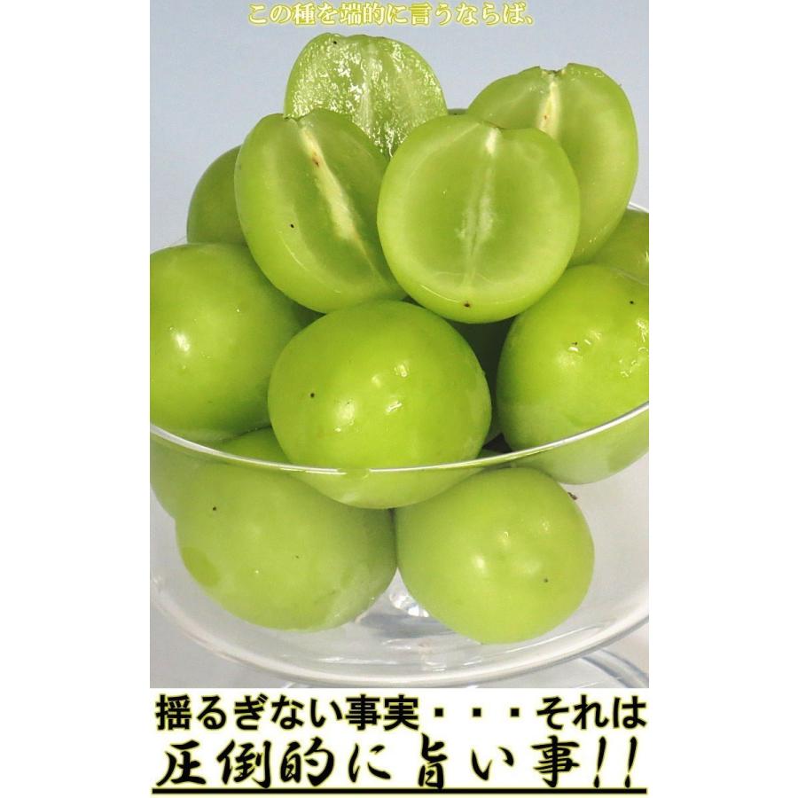 シャインマスカット 種無し葡萄 約1.2kg 2房入り 山梨県産 贈答規格 本場で育てた皮ごと食べる高級ぶどう！濃厚な甘さのギフトフルーツ