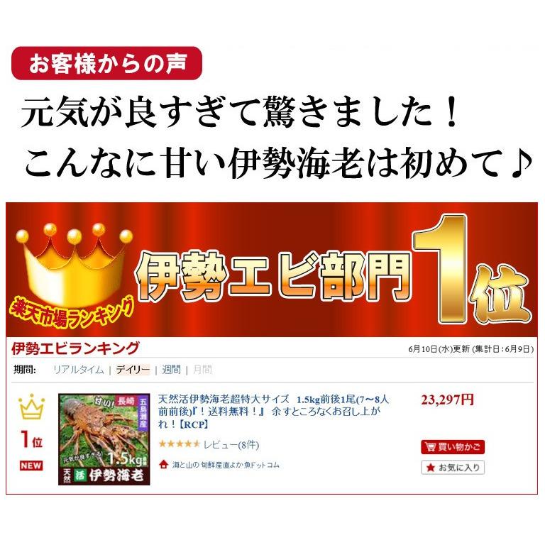 産直 長崎産天然活伊勢海老 大サイズ 600g前後2尾　(1尾約30cm) 送料無料 お祝い 贈答用