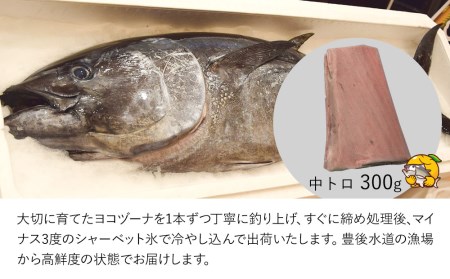 豊後まぐろ ヨコヅーナ刺身用・中トロ400g  鮪 マグロ 海鮮丼 刺し身 盛り合わせ 冷凍 魚の刺身 大分県産 九州産 津久見市 国産