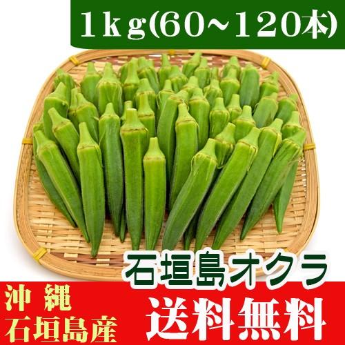 石垣島オクラ 生 １ｋｇ（60〜120本）