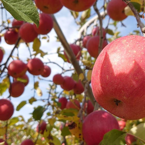 販売期間2023 12 31まで 果物 りんご りんごチップスセット！長野県認証栽培サンふじ3ｋｇ 産地直送