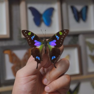 【現貨】🦋三色鳳蝶🦋蝴蝶 昆蟲 模型 乾貨三角紙包裝 #非活體 #類模型 #藝術品